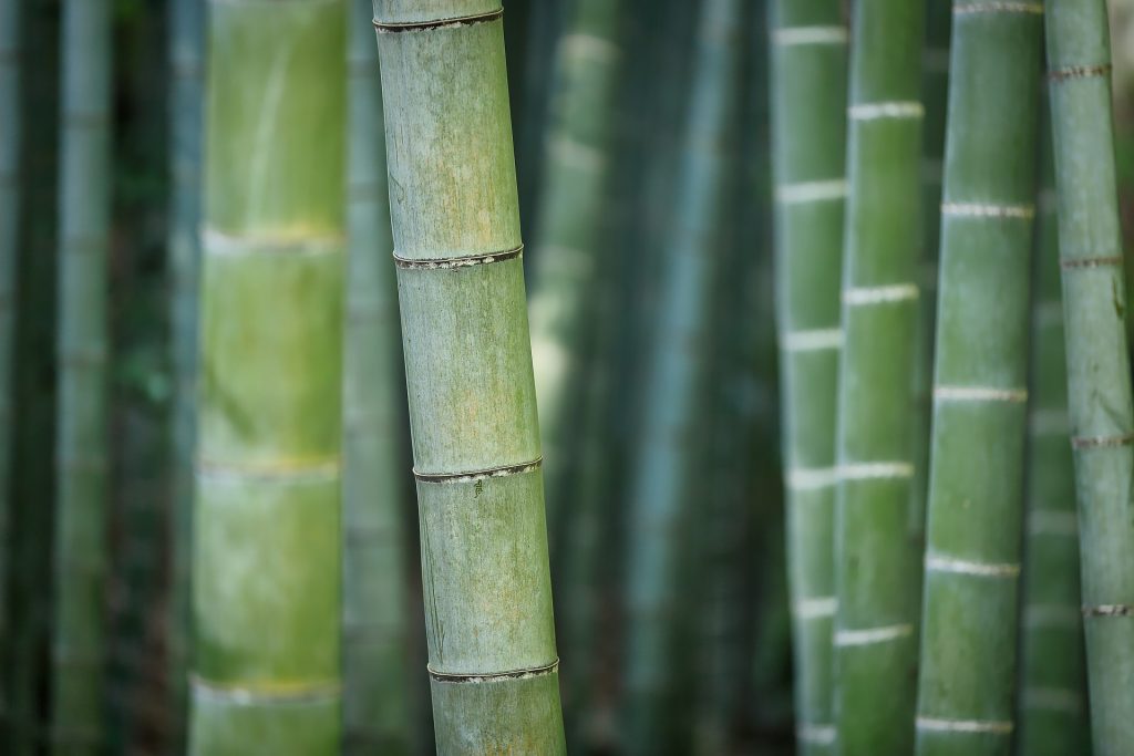 Tipos de bambú